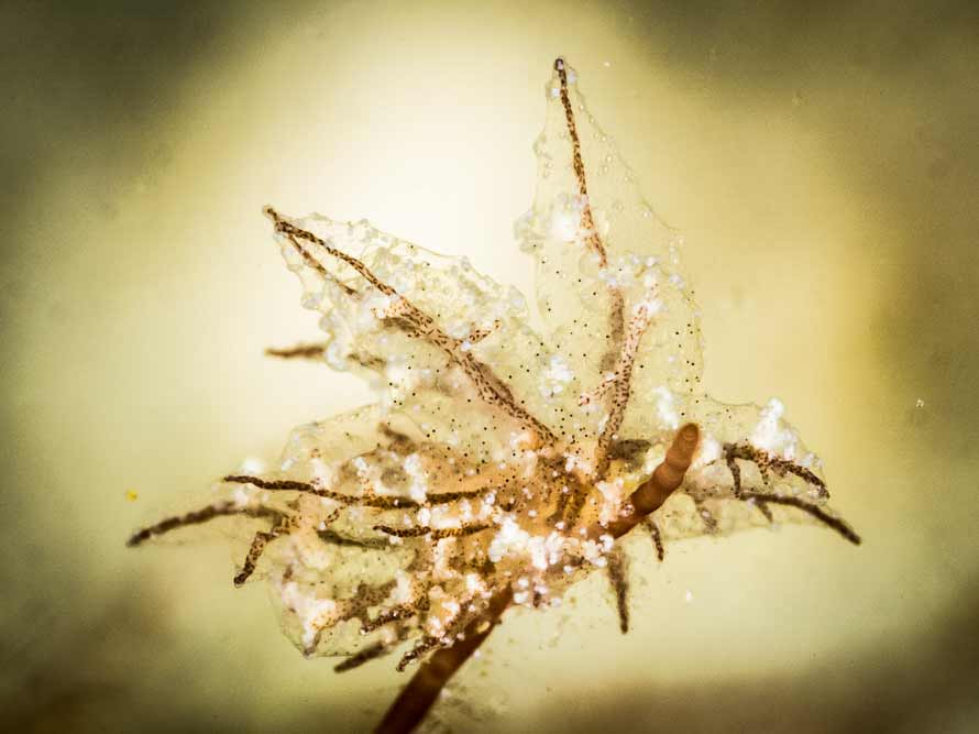 Eubranchus sp. E